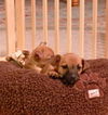 Pd Litter-Ginger Gold - ADOPTED 12.04.11