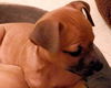 Pd Litter-Ginger Gold - ADOPTED 12.04.11