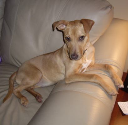 Kylie - ADOPTED 12.22.11