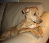 Kylie - ADOPTED 12.22.11