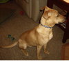 Kylie - ADOPTED 12.22.11