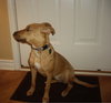 Kylie - ADOPTED 12.22.11