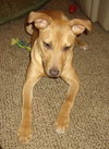 Kylie - ADOPTED 12.22.11