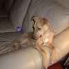 Kylie - ADOPTED 12.22.11