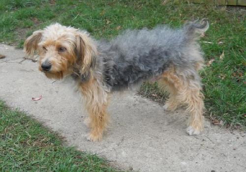 Fuzzy - ADOPTED 01.22.12
