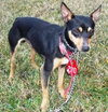 Russo - ADOPTED 12.06.11
