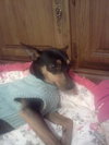Russo - ADOPTED 12.06.11
