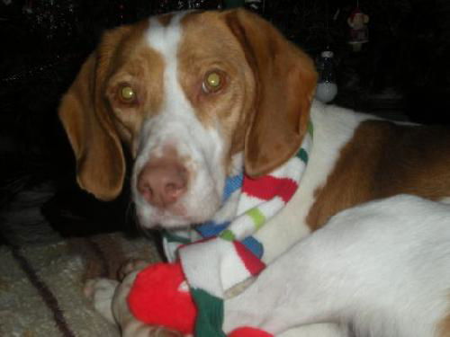 Willow-ADOPTED 12.31.11