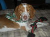 Willow-ADOPTED 12.31.11