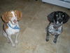 Willow-ADOPTED 12.31.11