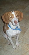 Willow-ADOPTED 12.31.11
