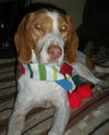 Willow-ADOPTED 12.31.11