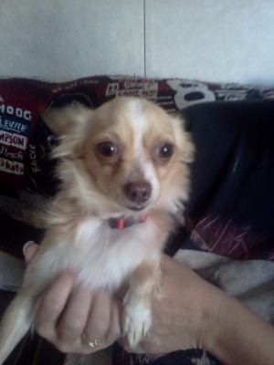 Knuckles - ADOPTED 01.07.12
