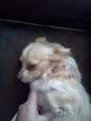 Knuckles - ADOPTED 01.07.12