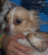 Knuckles - ADOPTED 01.07.12