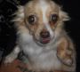 Knuckles - ADOPTED 01.07.12