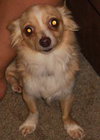 Knuckles - ADOPTED 01.07.12
