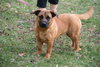 Honeysuckle Rose - ADOPTED 02.23.12