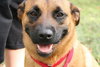 Honeysuckle Rose - ADOPTED 02.23.12