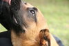 Honeysuckle Rose - ADOPTED 02.23.12