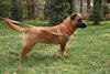 Honeysuckle Rose - ADOPTED 02.23.12