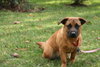 Honeysuckle Rose - ADOPTED 02.23.12