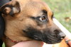 Honeysuckle Rose - ADOPTED 02.23.12