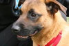 Honeysuckle Rose - ADOPTED 02.23.12