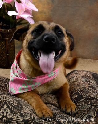 Honeysuckle Rose - ADOPTED 02.23.12