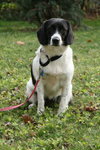 Prudence - ADOPTED 12.04.11