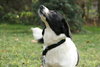 Prudence - ADOPTED 12.04.11