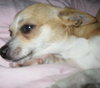 Rocket-ADOPTED 02.26.12