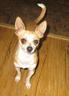 Rocket-ADOPTED 02.26.12