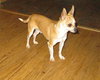 Rocket-ADOPTED 02.26.12