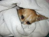 Rocket-ADOPTED 02.26.12
