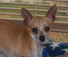 Rocket-ADOPTED 02.26.12