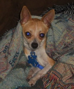 Rocket-ADOPTED 02.26.12