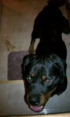 Maximus - ADOPTED 08.31.12