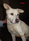 Frosty-ADOPTED-3.16.15