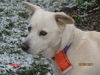 Frosty-ADOPTED-3.16.15