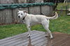 Frosty-ADOPTED-3.16.15