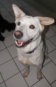 Frosty-ADOPTED-3.16.15