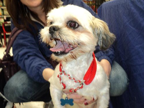 Mr. Luis - ADOPTED 11.27.11