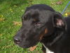 Marty - ADOPTED 01.27.12