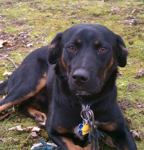 Marty - ADOPTED 01.27.12