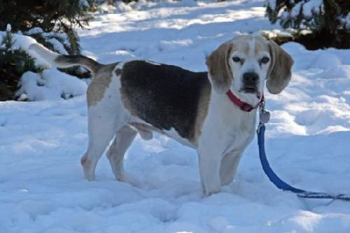 Pappy-SWEET BOY-ADOPTED 03.13.12