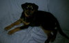 Indy-PENDING