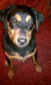 Indy-PENDING
