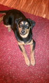 Indy-PENDING