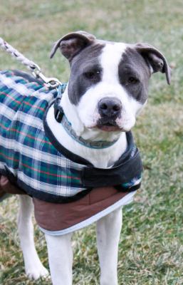 Zeus-ADOPTED 2.19.12